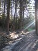 wald